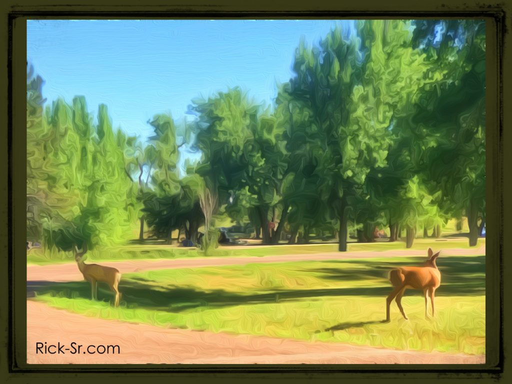 Deer at cherry Creek State Park